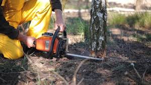 Best Firewood Processing and Delivery  in Ada, MN