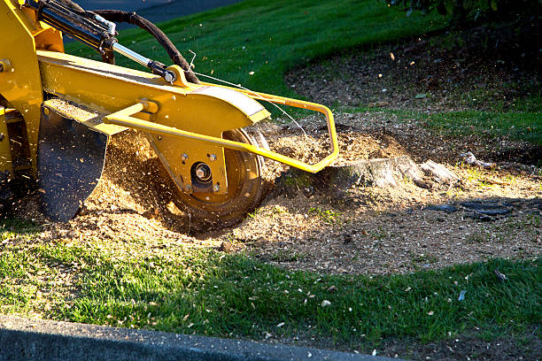 Best Grass Overseeding  in Ada, MN