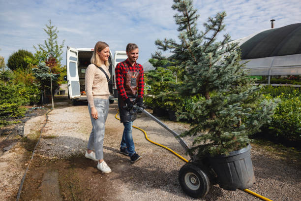 Reliable Ada, MN Tree Services Solutions