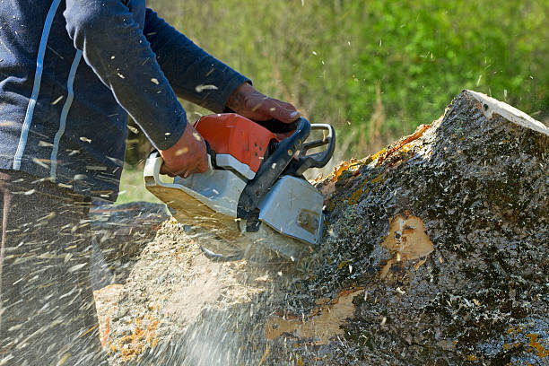 Lawn Maintenance Plans in Ada, MN